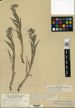 Image of Mertensia lateriflora
