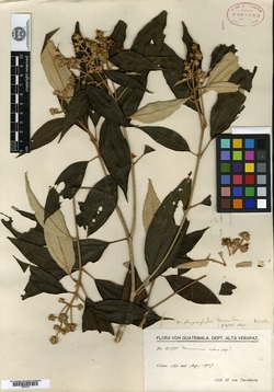Image of Conostegia oligocephala