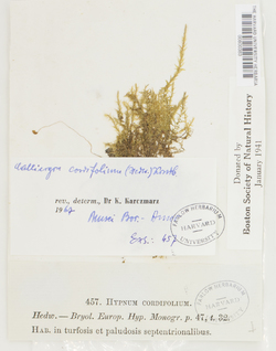 Calliergon cordifolium image