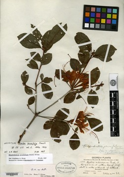 Image of Azalea prunifolia