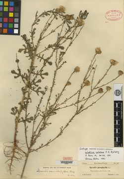 Adenophyllum cancellatum image