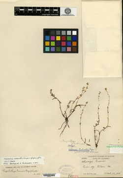 Allocarya eastwoodae image