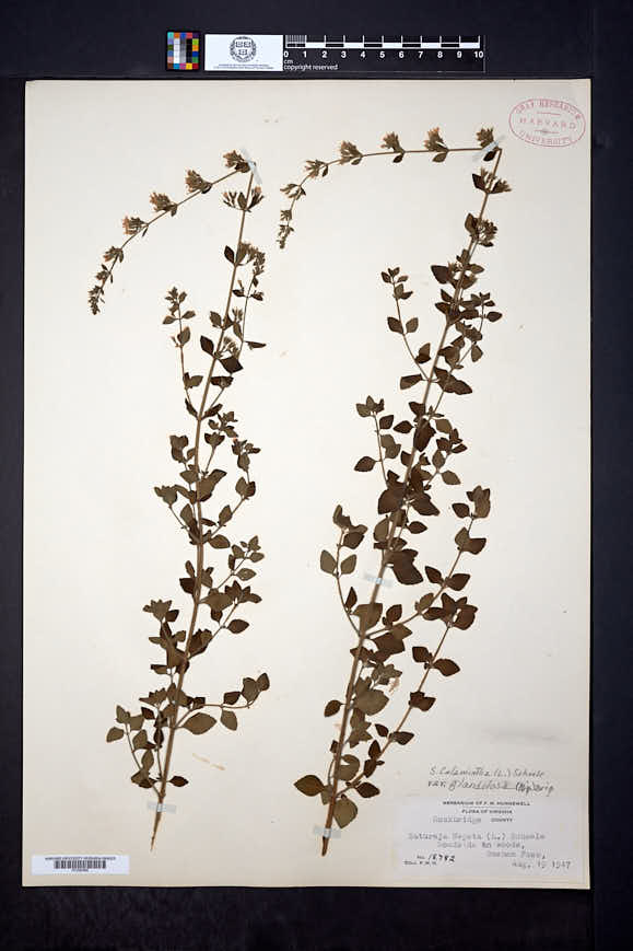 Clinopodium nepeta subsp. spruneri image