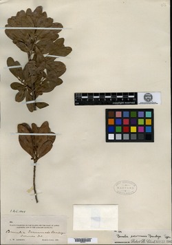 Bumelia socorrensis image