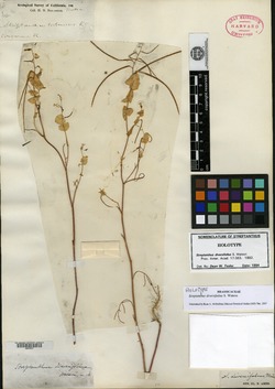 Image of Streptanthus diversifolius
