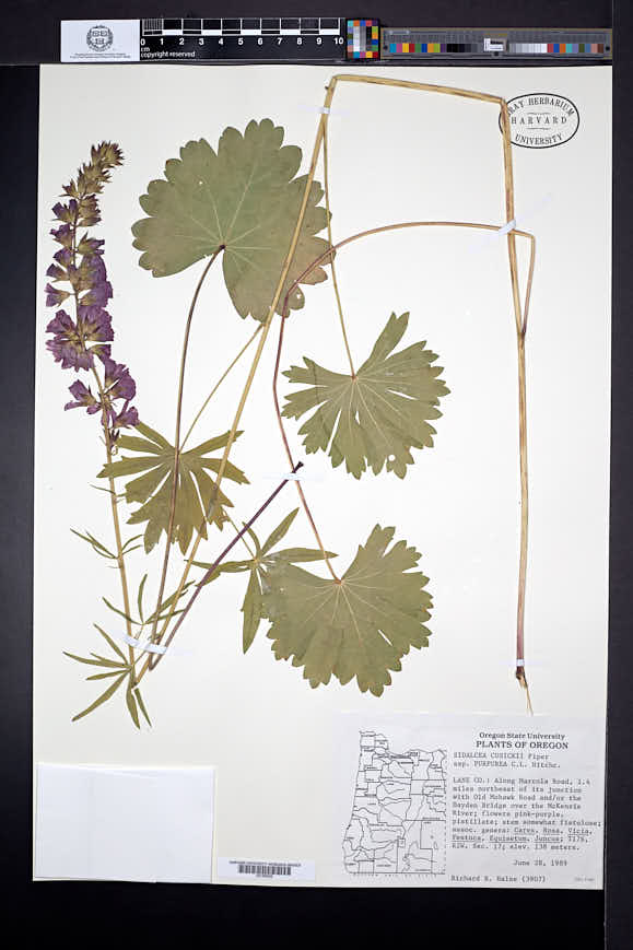 Sidalcea cusickii subsp. purpurea image