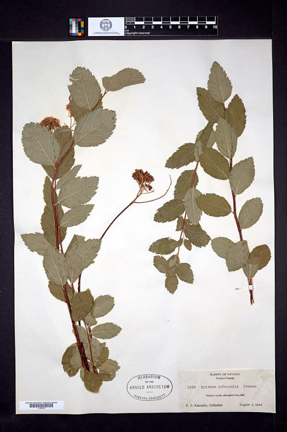 Spiraea densiflora var. splendens image