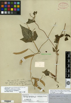 Phaseolus acutifolius var. latifolius image