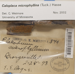 Caloplaca microphyllina image