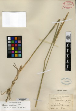 Image of Elymus velutinus