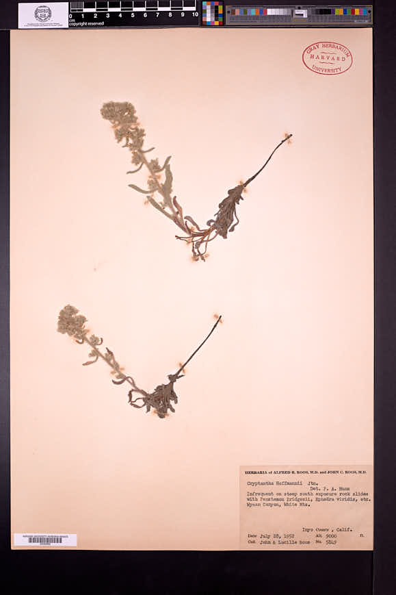 Oreocarya hoffmannii image