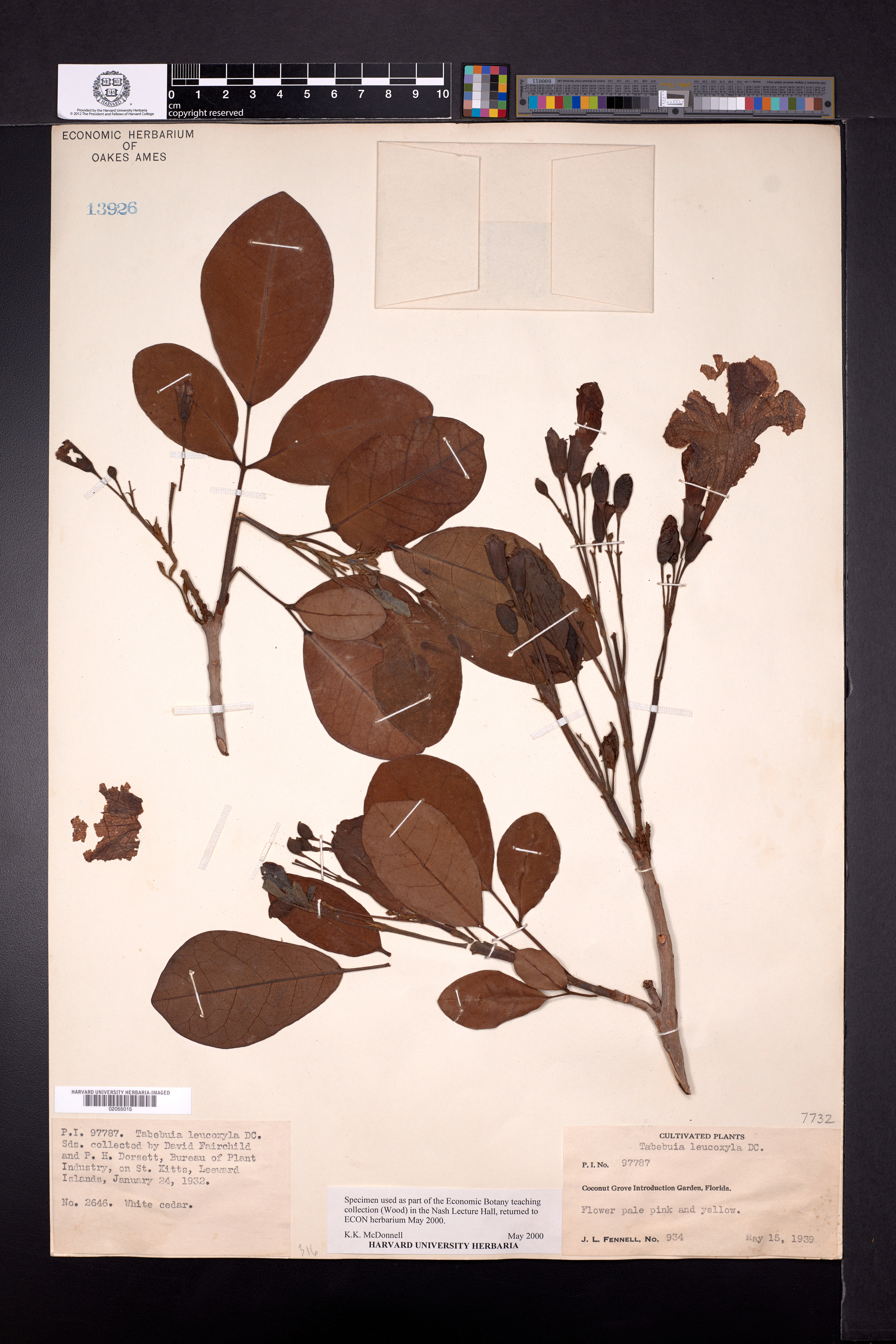 Tabebuia obtusifolia image