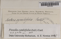 Pireella cymbifolia image