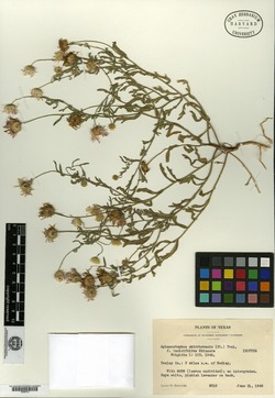 Aphanostephus skirrhobasis image