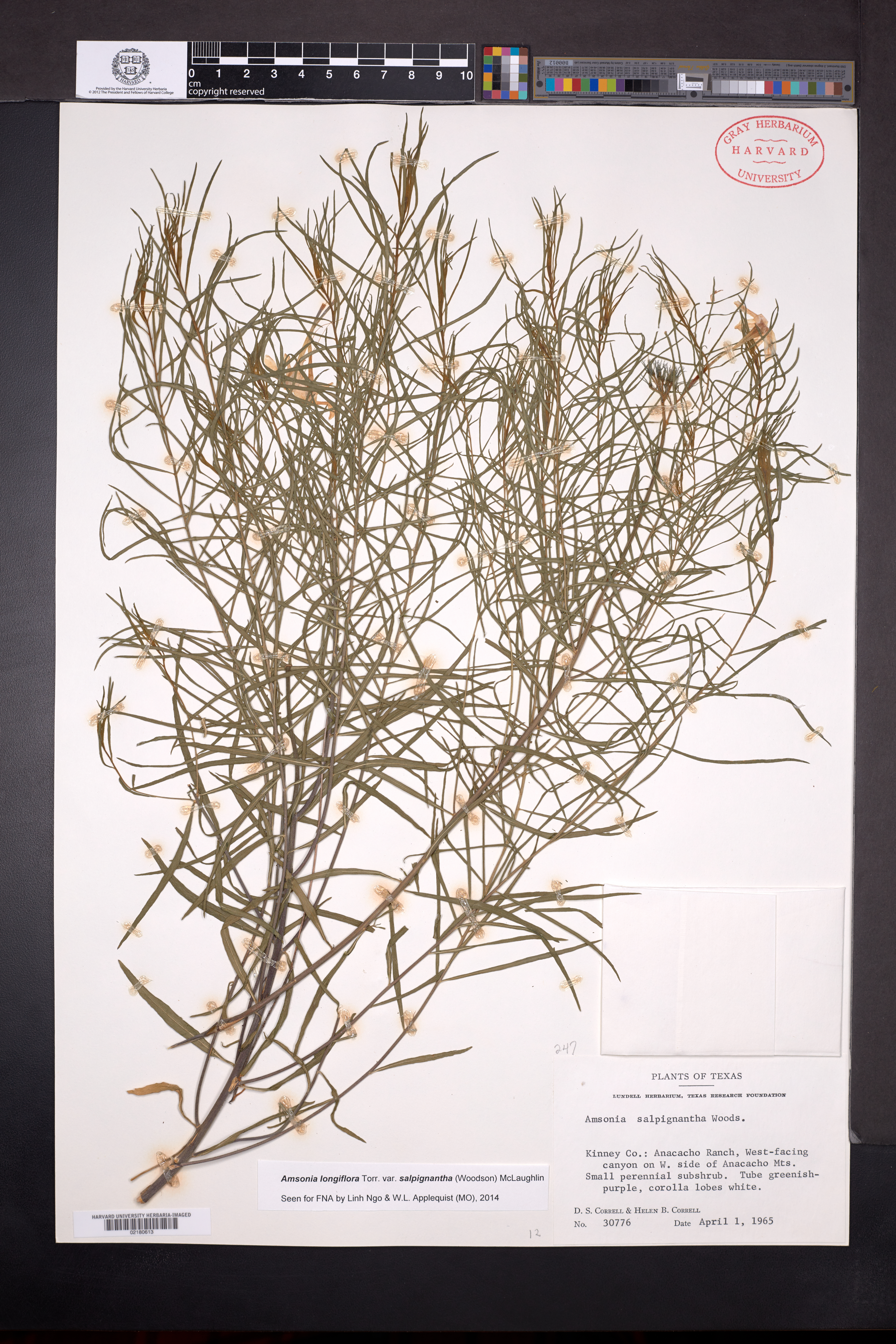Amsonia longiflora var. salpignantha image