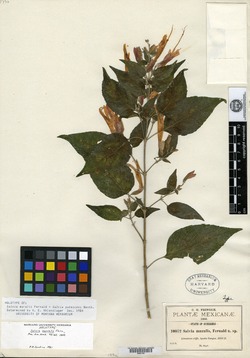 Image of Salvia muralis