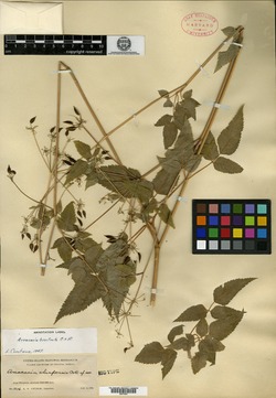 Image of Arracacia chiapensis