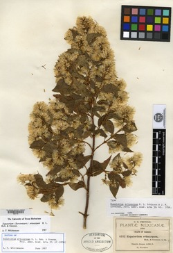 Critonia eriocarpa image