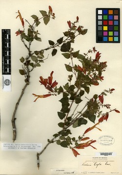 Image of Salvia betulifolia