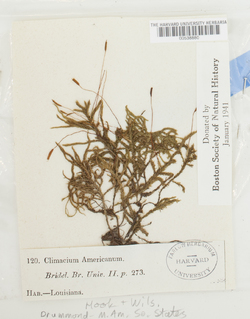 Climacium americanum image