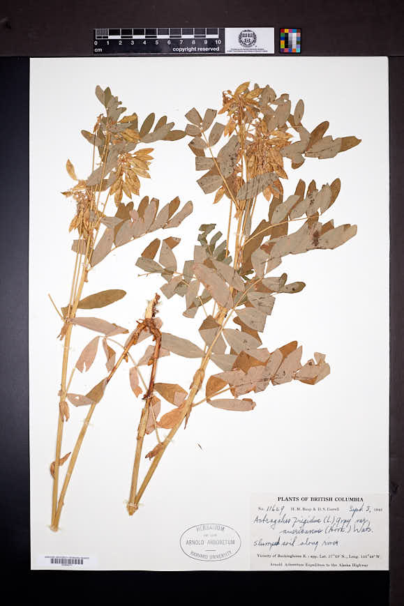 Astragalus americanus image