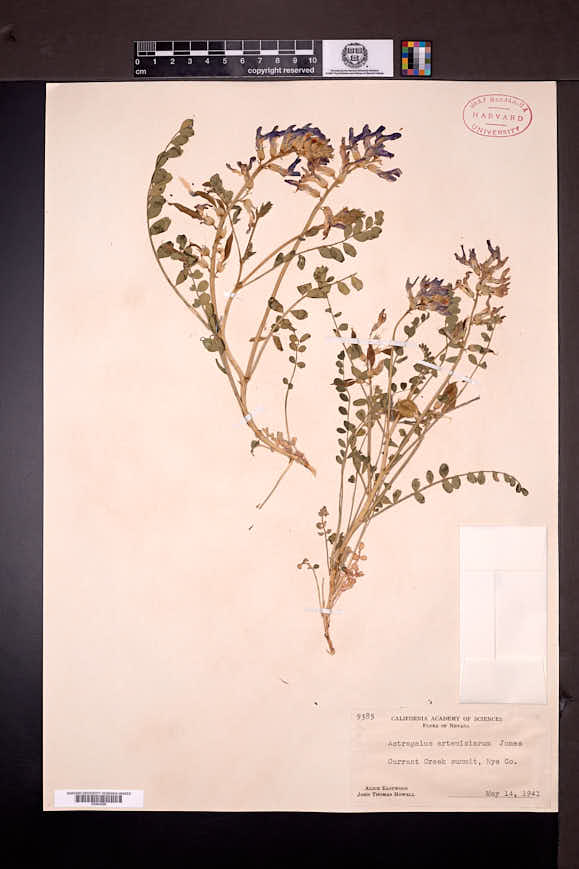 Astragalus beckwithii image