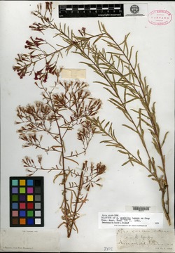 Image of Stevia amabilis