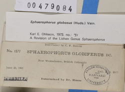 Sphaerophorus globosus image