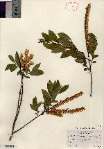 Leucothoe racemosa var. projecta image