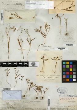 Claytonia triphylla image