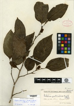 Image of Molinadendron guatemalense