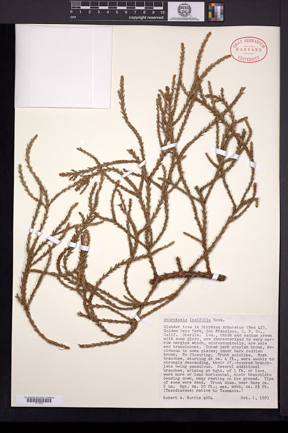 Athrotaxis laxifolia image