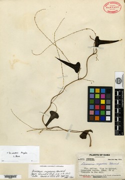 Image of Dioscorea nipensis