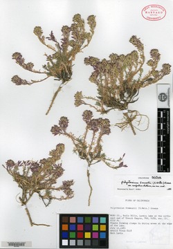 Polyctenium fremontii var. confertum image