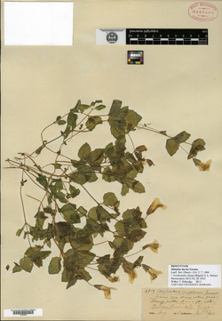 Erythranthe tilingii image