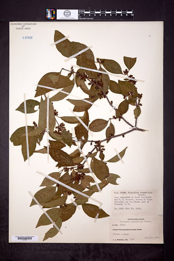 Forestiera rhamnifolia image