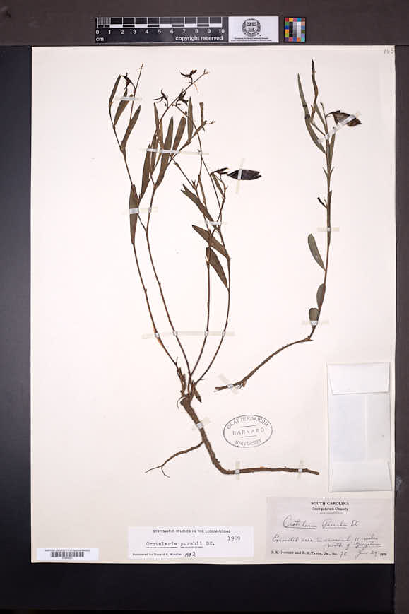 Crotalaria purshii image