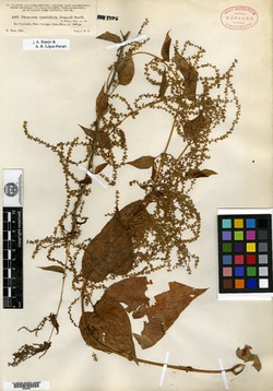 Image of Dioscorea cyanisticta
