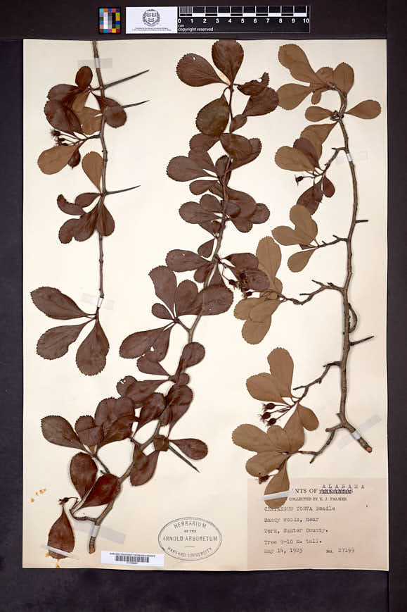 Image of Crataegus berberifolia