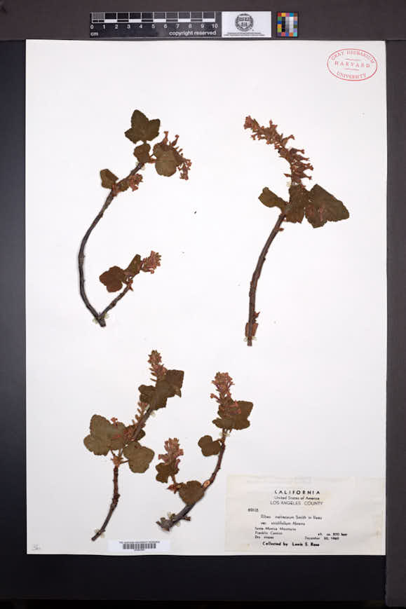 Ribes malvaceum var. viridifolium image