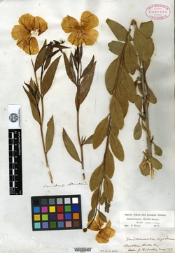Dendromecon leiophylla image