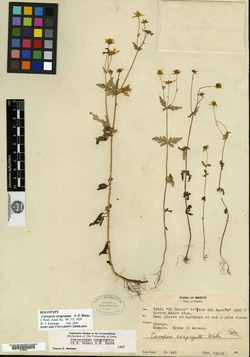 Image of Coreopsis congregata