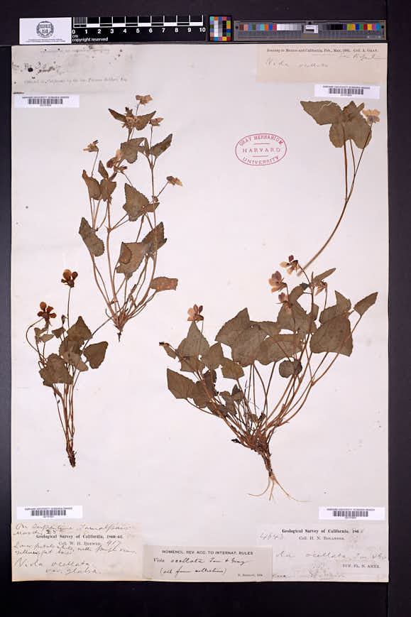 Viola ocellata image