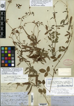 Rhynchosia senna var. angustifolia image