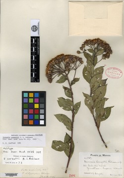 Vernonia karvinskiana image
