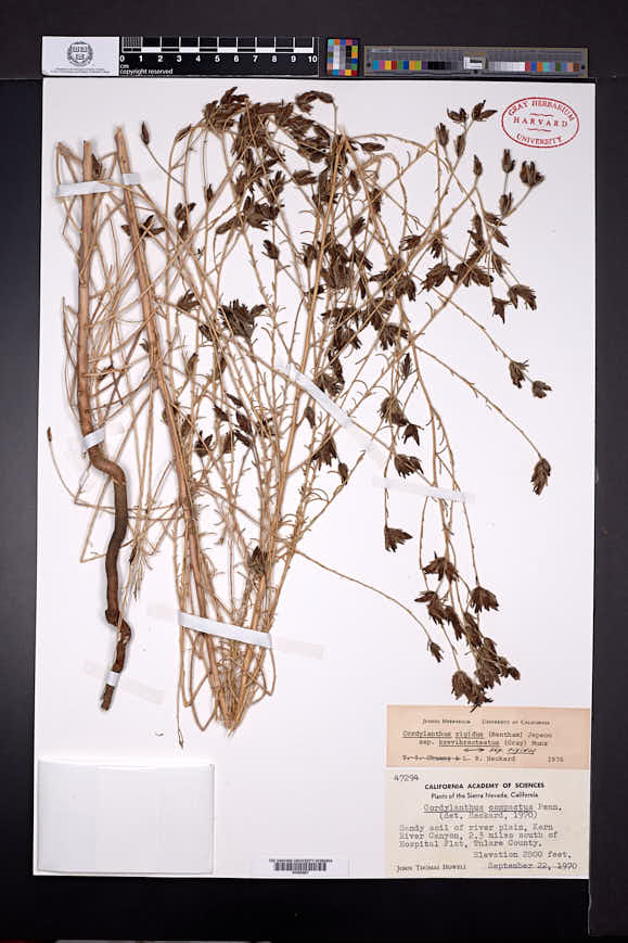 Cordylanthus rigidus subsp. brevibracteatus image