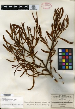 Image of Phoradendron carneum