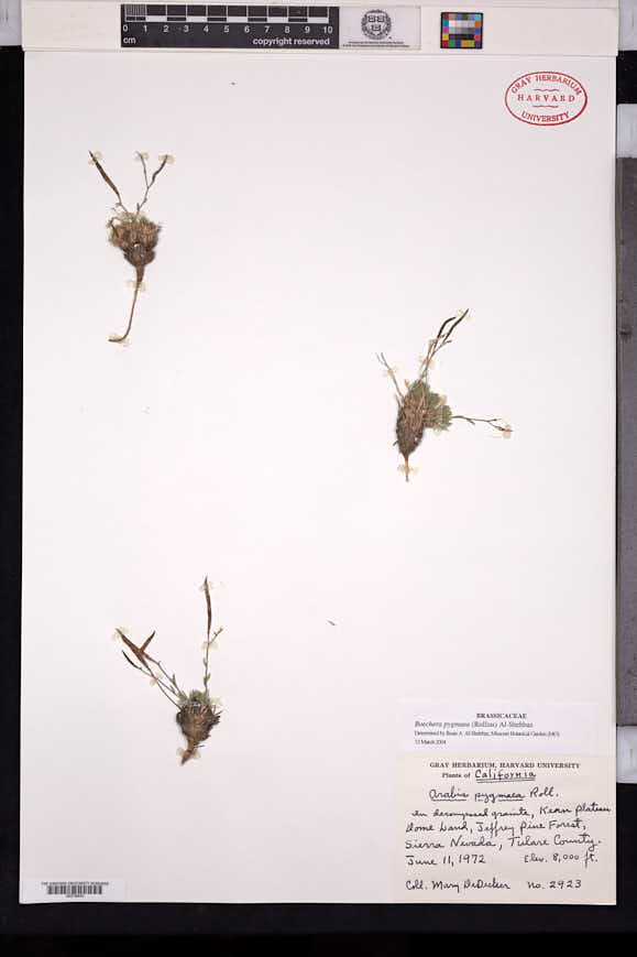 Image of Boechera pygmaea