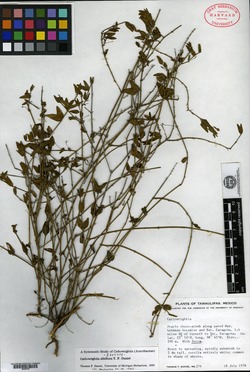Carlowrightia albiflora image