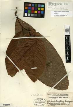 Image of Phoebe macrophylla